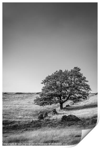 Lone Tree at Digley Print by Gary Turner