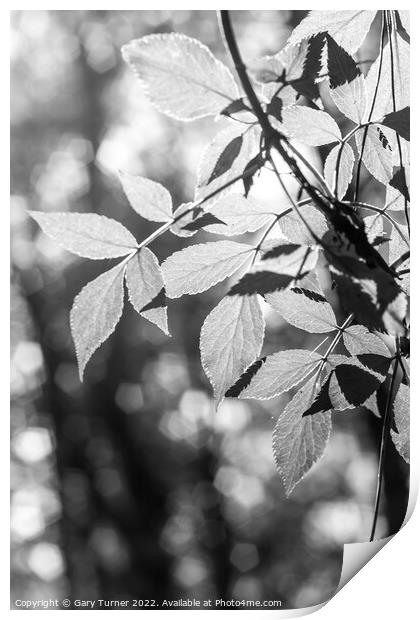 Sunlight through leaves Print by Gary Turner