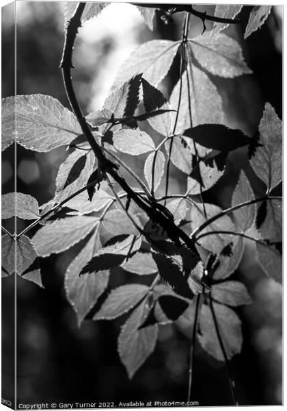 Sunlight through leaves Canvas Print by Gary Turner