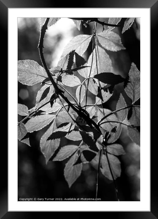Sunlight through leaves Framed Mounted Print by Gary Turner