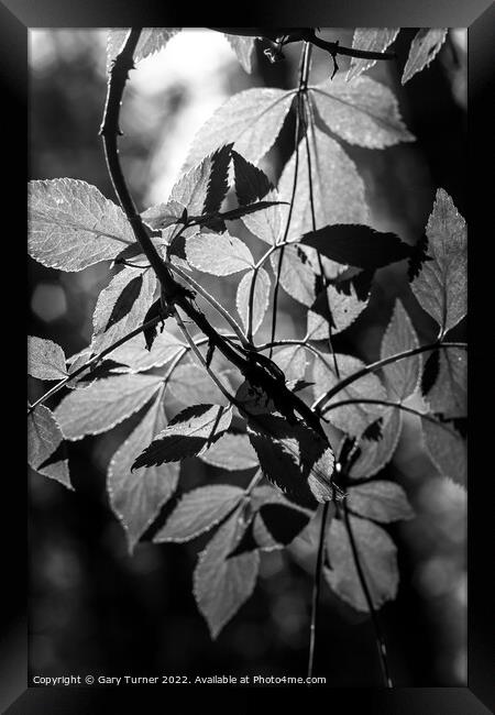 Sunlight through leaves Framed Print by Gary Turner