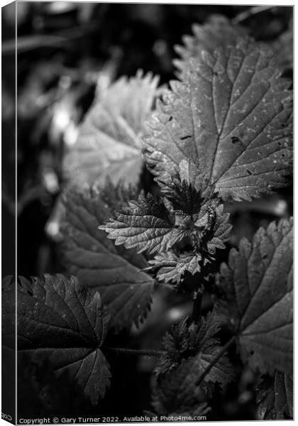 Leaves Canvas Print by Gary Turner