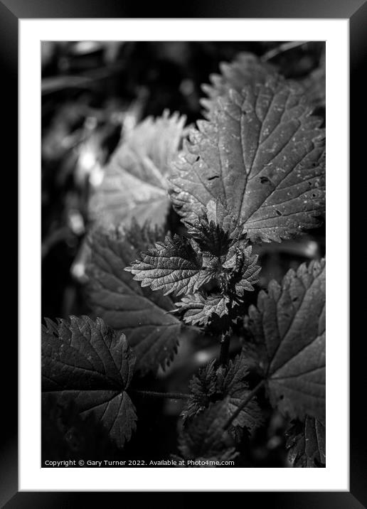 Leaves Framed Mounted Print by Gary Turner