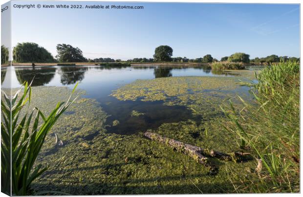 Summer ponds full of algae Canvas Print by Kevin White