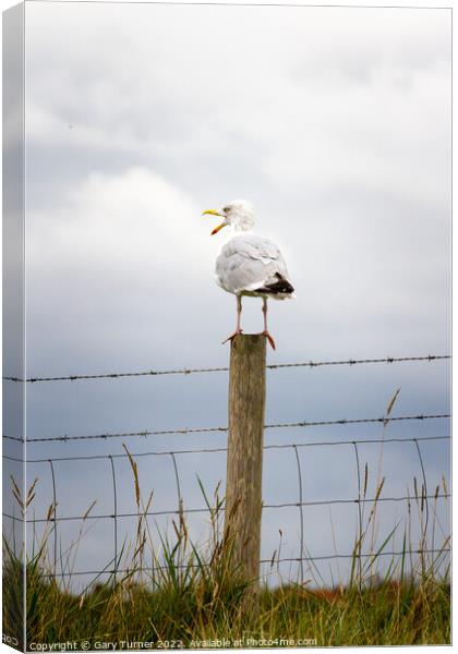 Seagull perched on a fence Canvas Print by Gary Turner
