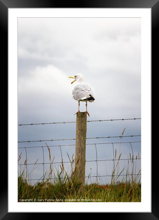 Seagull perched on a fence Framed Mounted Print by Gary Turner