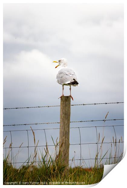Seagull perched on a fence Print by Gary Turner
