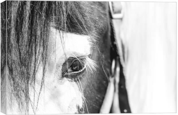 Horse Portrait Canvas Print by Gary Turner