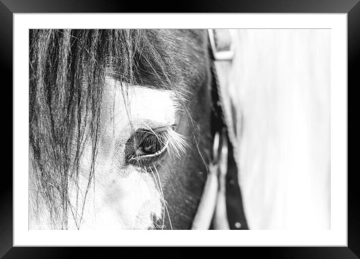 Horse Portrait Framed Mounted Print by Gary Turner