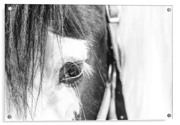 Horse Portrait Acrylic by Gary Turner