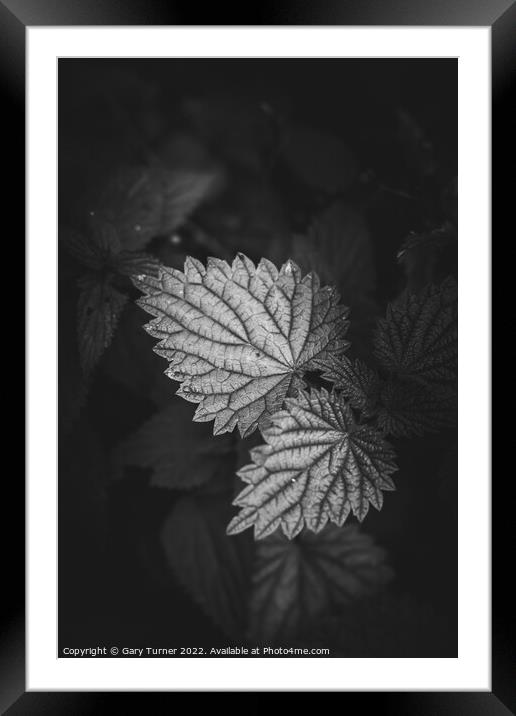 Nettle leaves abstract Framed Mounted Print by Gary Turner