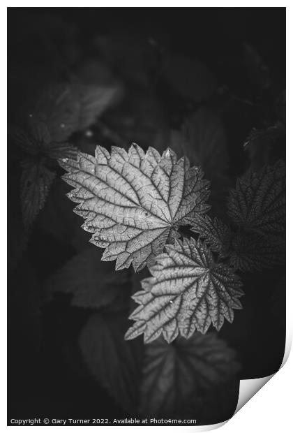 Nettle leaves abstract Print by Gary Turner