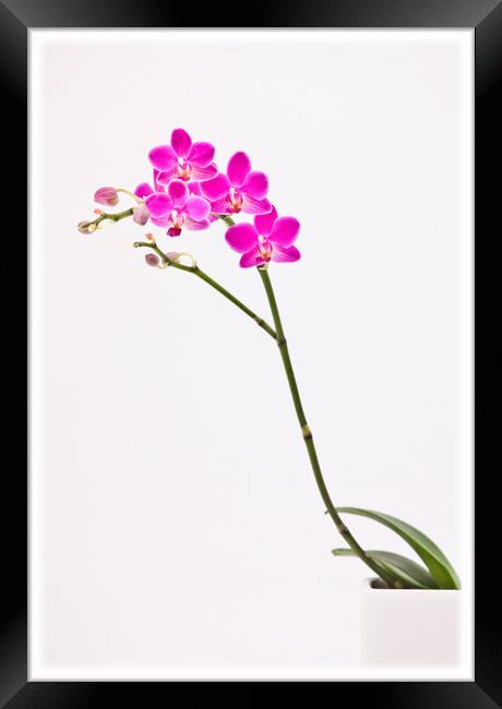 Elegant orchid. Framed Print by Bill Allsopp