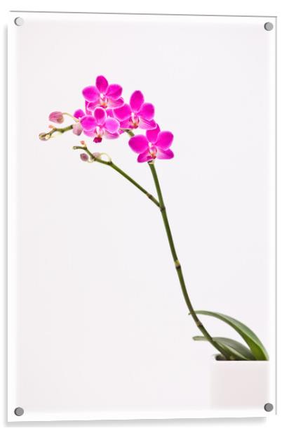 Elegant orchid. Acrylic by Bill Allsopp