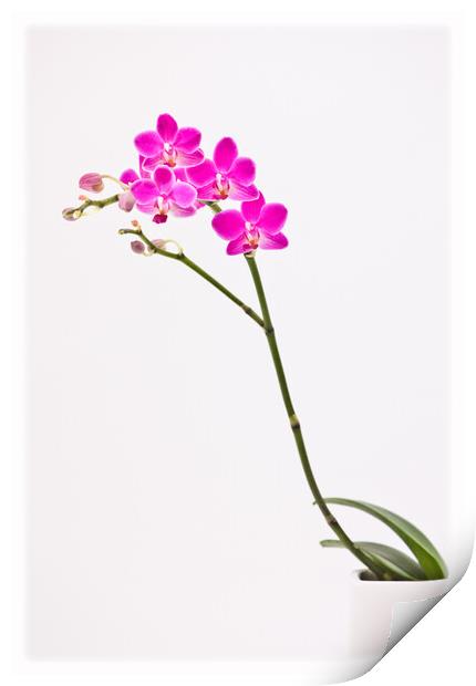 Elegant orchid. Print by Bill Allsopp