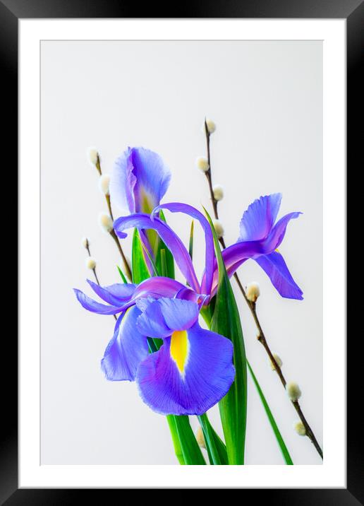 Iris and pussy Willow flowers. Framed Mounted Print by Bill Allsopp