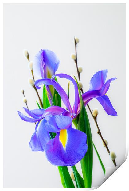 Iris and pussy Willow flowers. Print by Bill Allsopp