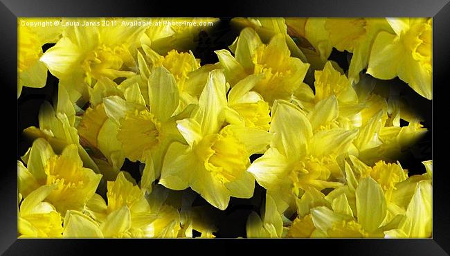 Yellow Beauties. Framed Print by Laura Jarvis