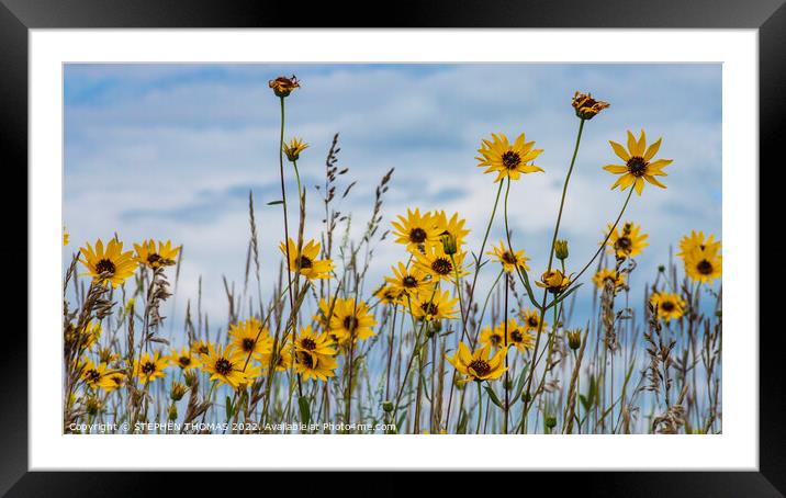 Stiff Sunflowers Framed Mounted Print by STEPHEN THOMAS