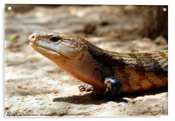 Lizard portrait Acrylic by Paulina Sator