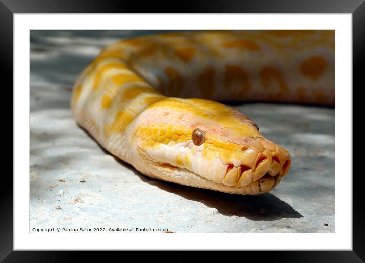 Albino Burmese python look at you Framed Mounted Print by Paulina Sator