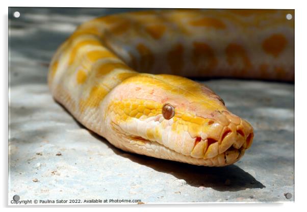 Albino Burmese python look at you Acrylic by Paulina Sator