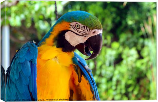 Blue and yellow macaw portrait Canvas Print by Paulina Sator