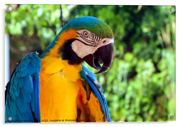 Blue and yellow macaw portrait Acrylic by Paulina Sator