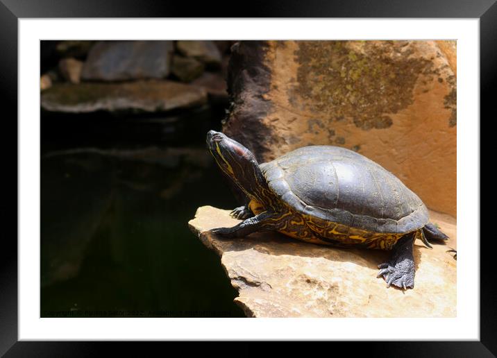 Turtle on the edge of a cliff Framed Mounted Print by Paulina Sator