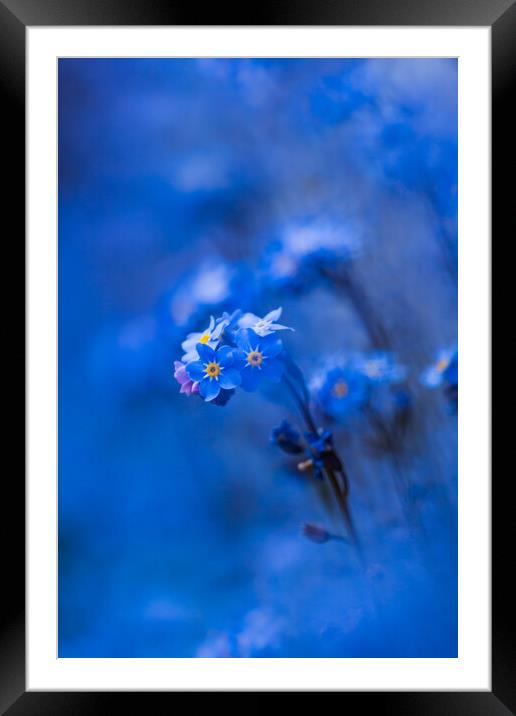 Forget-me-not  Framed Mounted Print by Bill Allsopp