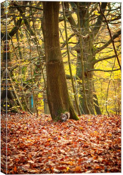 Squirrel in autumn forest Canvas Print by Gary Turner