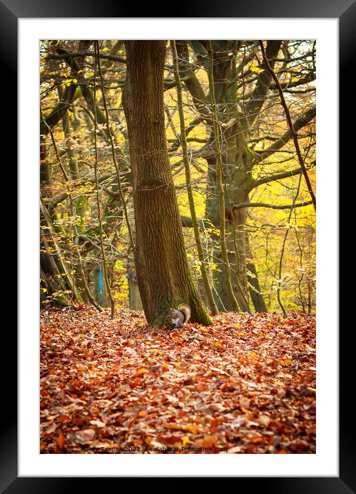 Squirrel in autumn forest Framed Mounted Print by Gary Turner