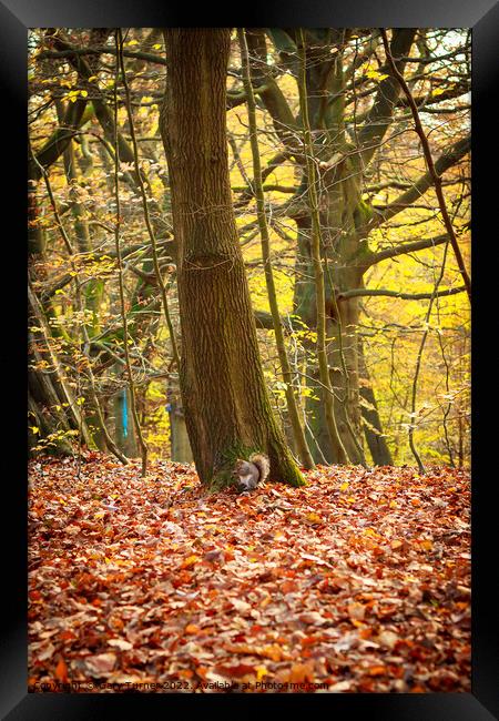 Squirrel in autumn forest Framed Print by Gary Turner