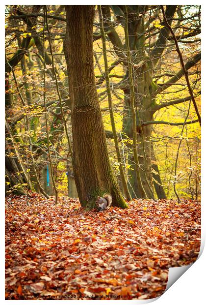 Squirrel in autumn forest Print by Gary Turner