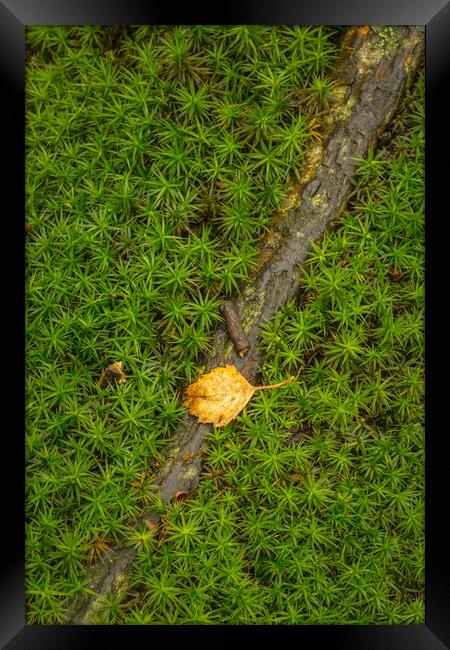 Star Moss growing in woodland. Framed Print by Bill Allsopp