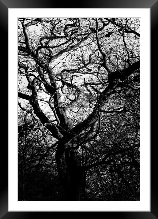 Abstract tree Framed Mounted Print by Gary Turner