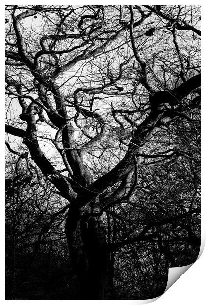 Abstract tree Print by Gary Turner