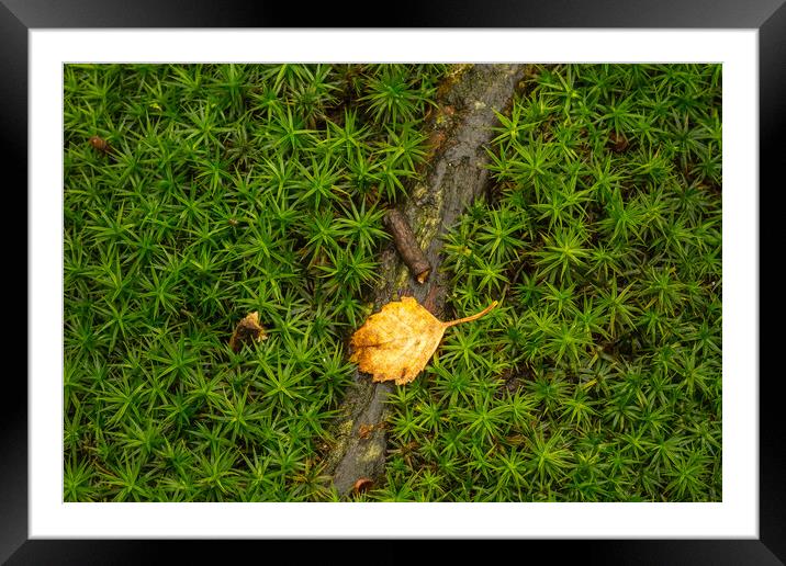 Star Moss growing in woodland. Framed Mounted Print by Bill Allsopp