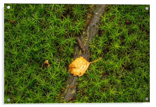 Star Moss growing in woodland. Acrylic by Bill Allsopp