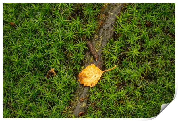 Star Moss growing in woodland. Print by Bill Allsopp