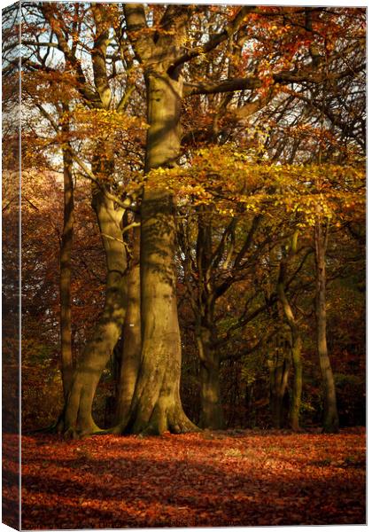 Autumnal Tree in Autumnal Woodland Canvas Print by Gary Turner