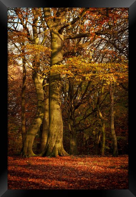 Autumnal Tree in Autumnal Woodland Framed Print by Gary Turner