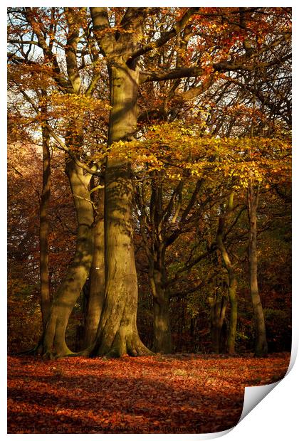 Autumnal Tree in Autumnal Woodland Print by Gary Turner