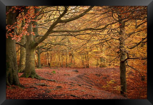 Through The Autumnal Woods Framed Print by Gary Turner