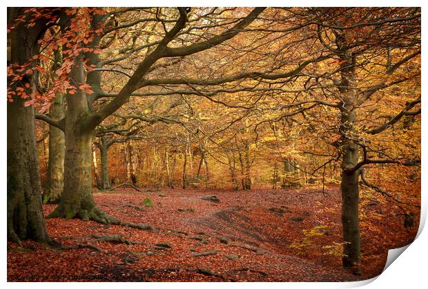 Through The Autumnal Woods Print by Gary Turner