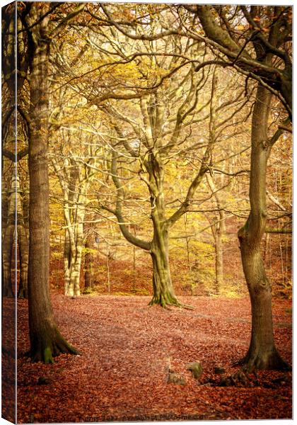 Tree In The Woods Canvas Print by Gary Turner