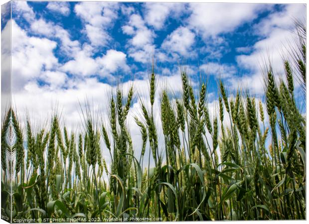 Wheat Reaching For The Sky Canvas Print by STEPHEN THOMAS