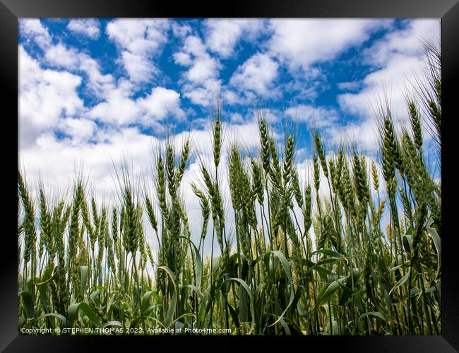 Wheat Reaching For The Sky Framed Print by STEPHEN THOMAS