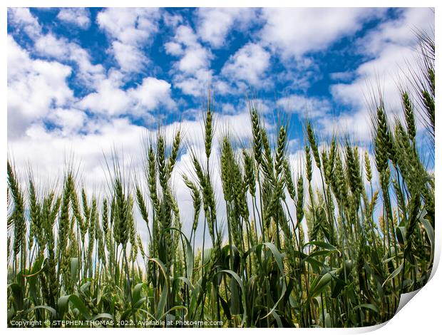 Wheat Reaching For The Sky Print by STEPHEN THOMAS