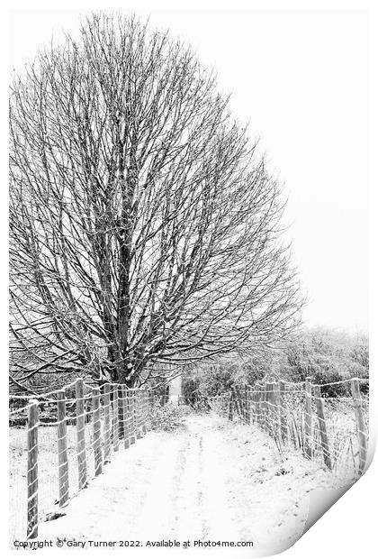 Snowy tree on snowy path Print by Gary Turner